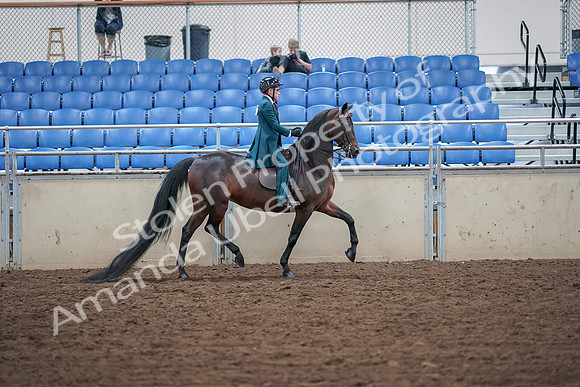 2019 Morgan Horse Show - Aug 30, 2019 - 18183