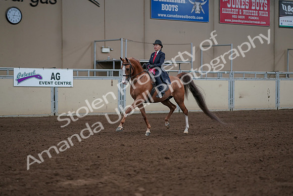 2019 Morgan Horse Show - Sept 01, 2019 - 12111