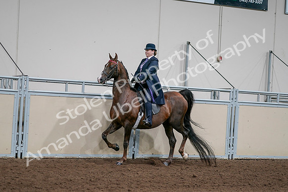 2020 - AB Morgan Horse - Fri, Sept 04 - 07942