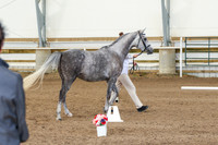 ___ - dark dapple grey gelding