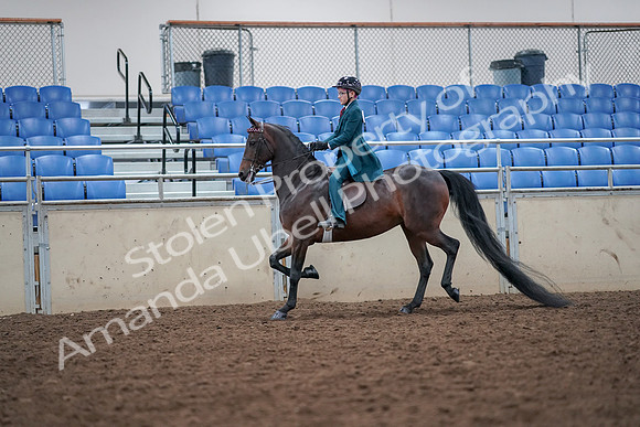 2019 Morgan Horse Show - Aug 30, 2019 - 17899