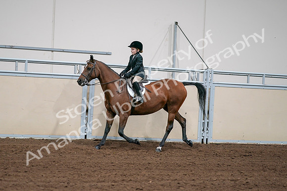 2020 - AB Morgan Horse - Fri, Sept 04 - 02057