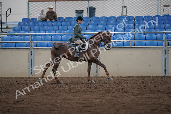 2019 Morgan Horse Show - Sept 01, 2019 - 08781