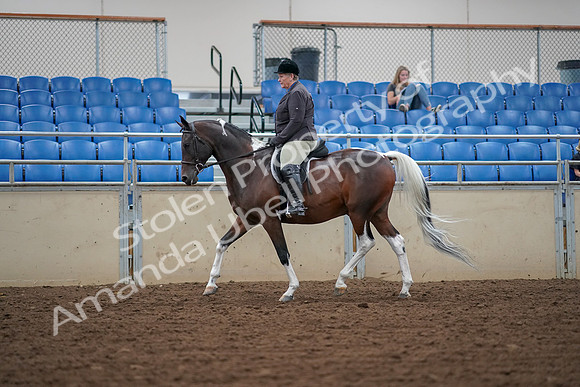 2019 Morgan Horse Show - Aug 30, 2019 - 16037