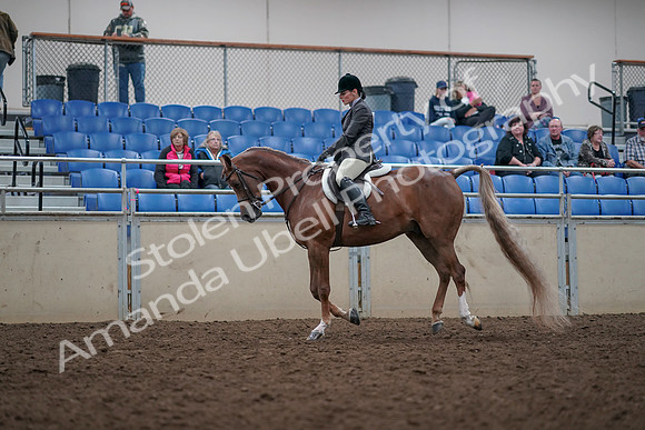 2019 Morgan Horse Show - Aug 31, 2019 - 15996