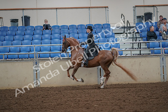 2019 Morgan Horse Show - Aug 30, 2019 - 25175