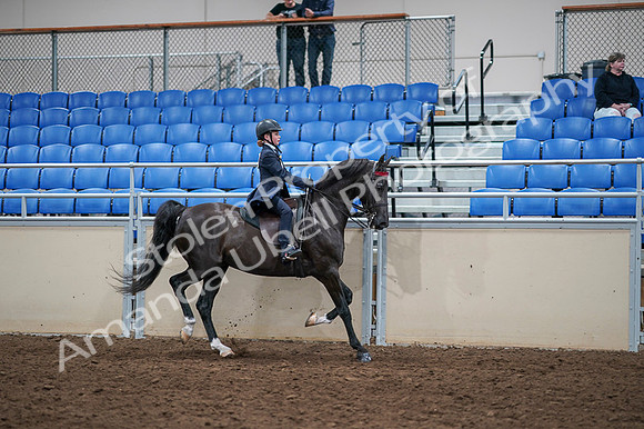 2020 - AB Morgan Horse - Fri, Sept 04 - 03143