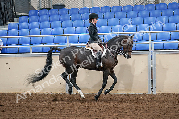 2020 - AB Morgan Horse - Fri, Sept 04 - 02116