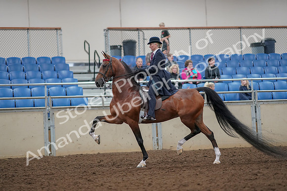2019 Morgan Horse Show - Aug 30, 2019 - 25079