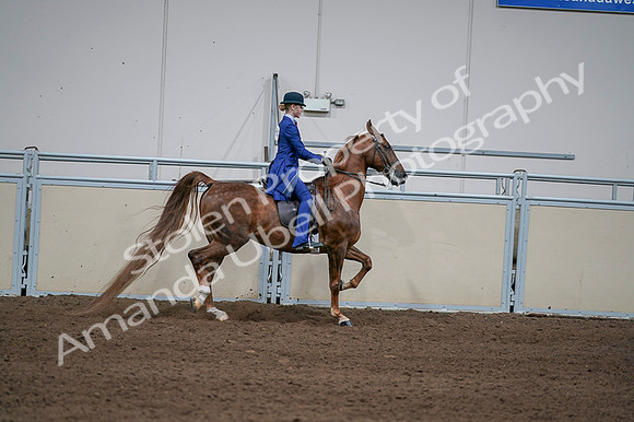 2020 - AB Morgan Horse - Fri, Sept 04 - 05158