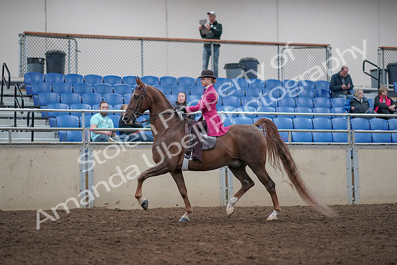 2019 Morgan Horse Show - Aug 31, 2019 - 08526