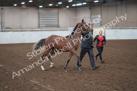 2019 Morgan Horse Show - Aug 31, 2019 - 00216