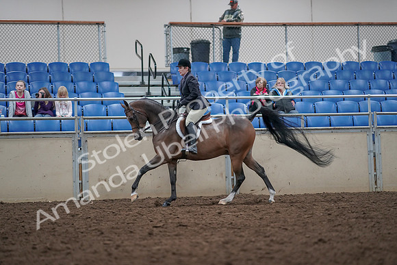 2019 Morgan Horse Show - Aug 31, 2019 - 16043