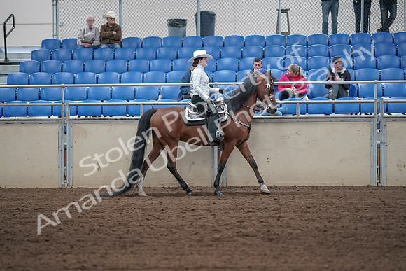 2019 Morgan Horse Show - Sept 01, 2019 - 07139