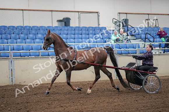 2019 Morgan Horse Show - Aug 30, 2019 - 13076