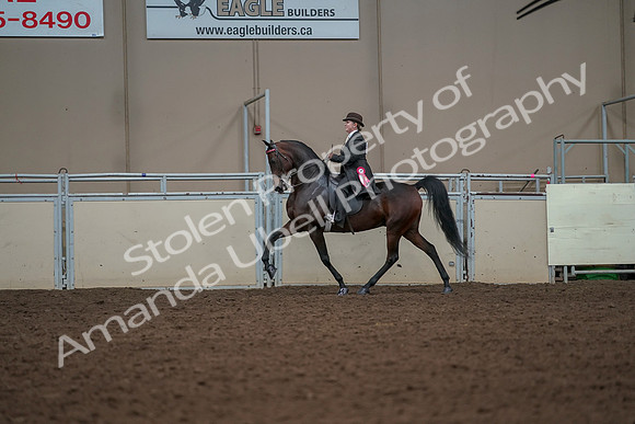 2019 Morgan Horse Show - Aug 30, 2019 - 28319