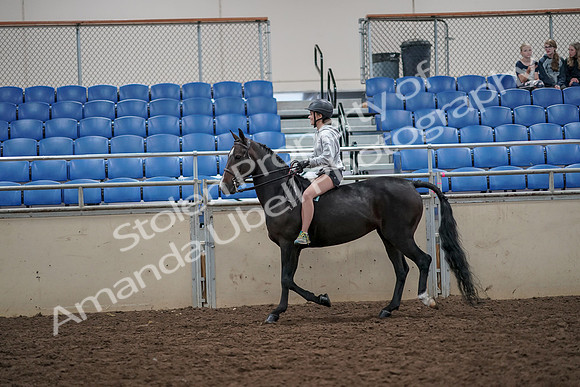2019 Morgan Horse Show - Aug 30, 2019 - 31049