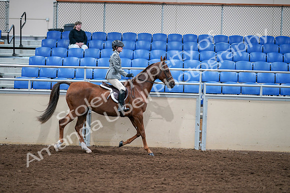 2020 - AB Morgan Horse - Fri, Sept 04 - 03178