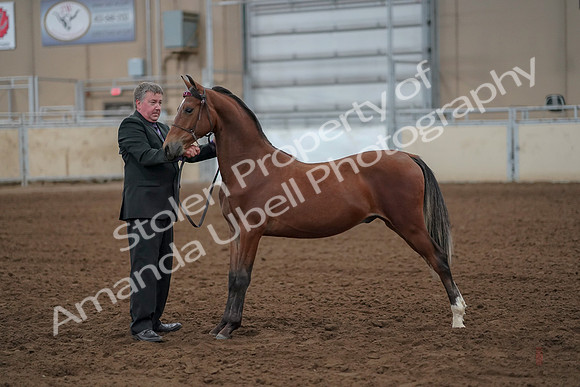 2019 Morgan Horse Show - Aug 30, 2019 - 25609