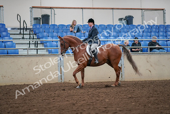 2019 Morgan Horse Show - Aug 30, 2019 - 16180