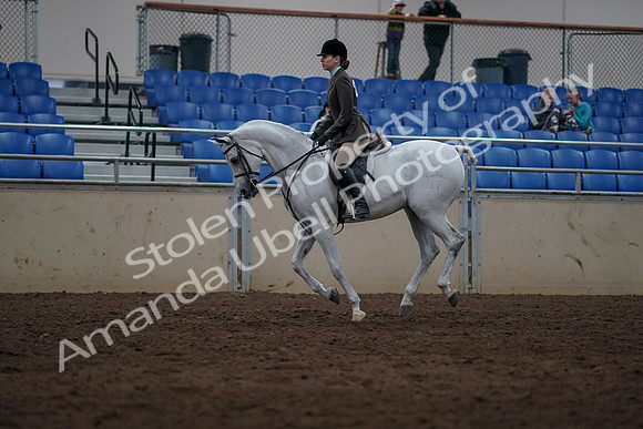 2019 Morgan Horse Show - Sept 01, 2019 - 08712