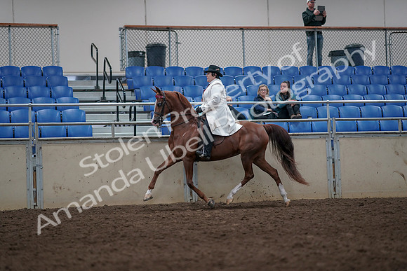 2019 Morgan Horse Show - Aug 31, 2019 - 08567