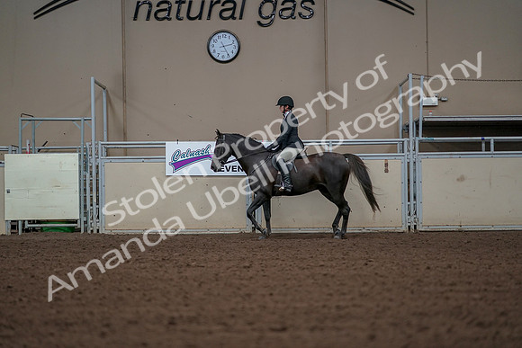 2019 Morgan Horse Show - Aug 30, 2019 - 14941
