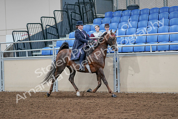 2020 - AB Morgan Horse - Fri, Sept 04 - 08077