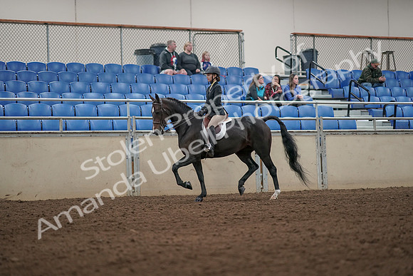 2019 Morgan Horse Show - Aug 31, 2019 - 04942