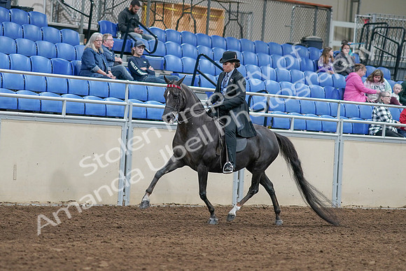 2020 - AB Morgan Horse - Sat, Sept 05 - 00816