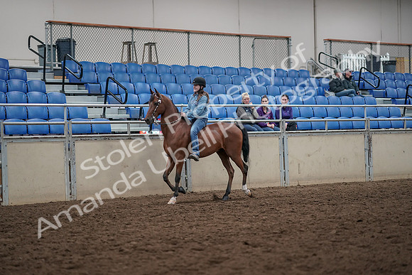 2019 Morgan Horse Show - Aug 30, 2019 - 31078