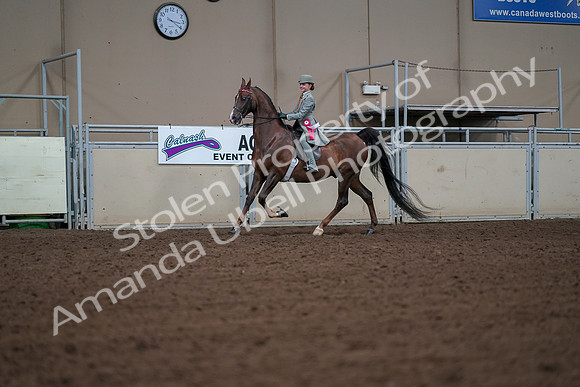 2019 Morgan Horse Show - Aug 30, 2019 - 18216