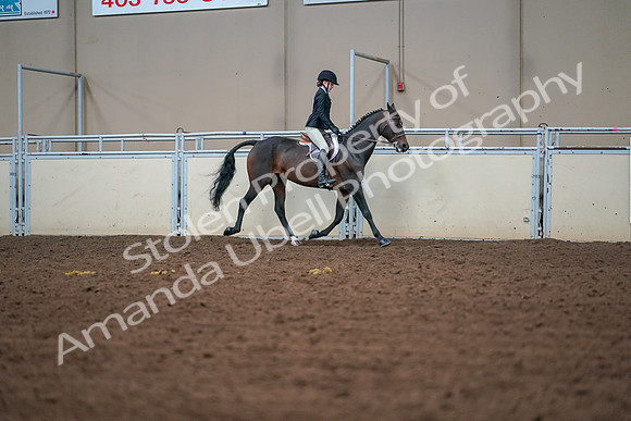 2019 Morgan Horse Show - Aug 30, 2019 - 20884