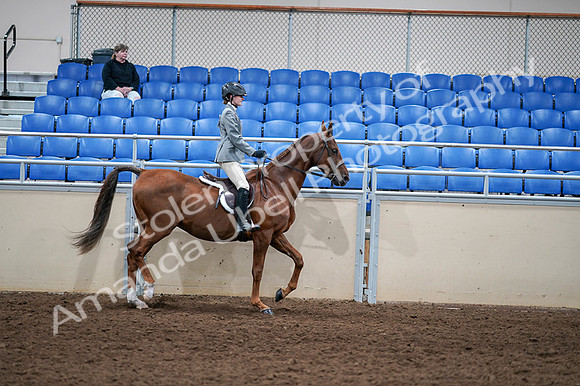 2020 - AB Morgan Horse - Fri, Sept 04 - 03180