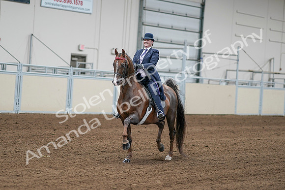 2020 - AB Morgan Horse - Fri, Sept 04 - 08185
