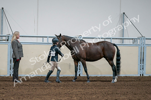 2020 - AB Morgan Horse - Fri, Sept 04 - 00784