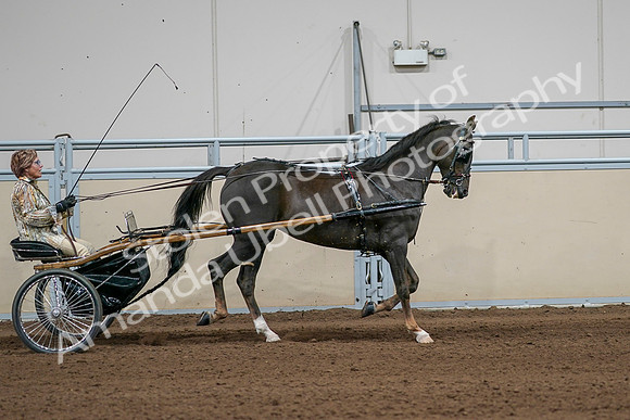 2020 - AB Morgan Horse - Sat, Sept 05 - 05902