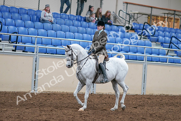2020 - AB Morgan Horse - Sat, Sept 05 - 14236