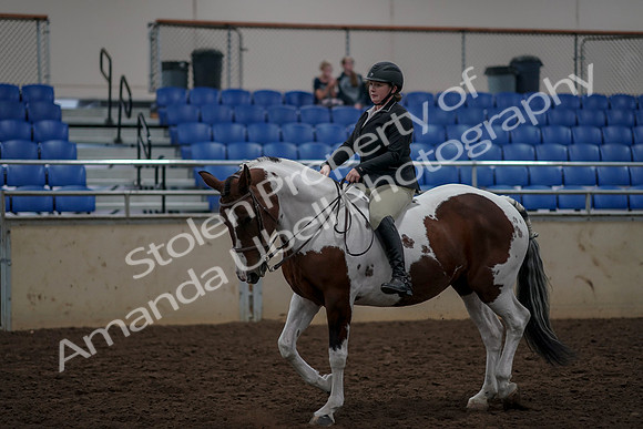 2019 Morgan Horse Show - Aug 30, 2019 - 31200