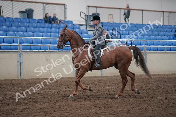 2019 Morgan Horse Show - Sept 01, 2019 - 12156