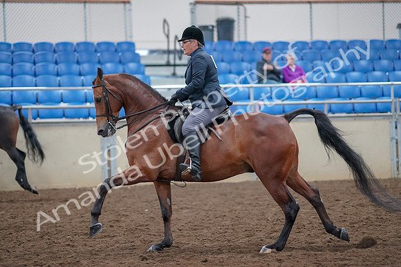 2019 Morgan Horse Show - Aug 30, 2019 - 20575