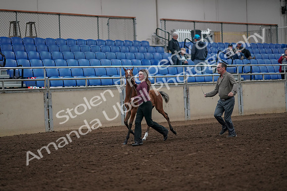 2019 Morgan Horse Show - Aug 31, 2019 - 00374