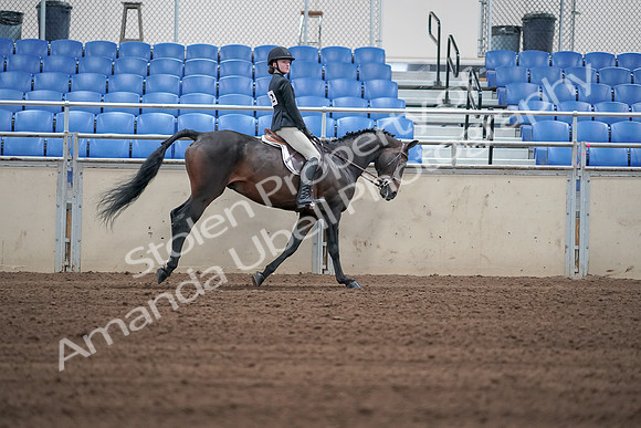 2019 Morgan Horse Show - Sept 01, 2019 - 03897