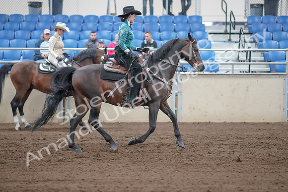 2019 Morgan Horse Show - Sept 01, 2019 - 07028