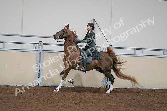 2020 - AB Morgan Horse - Sat, Sept 05 - 13050
