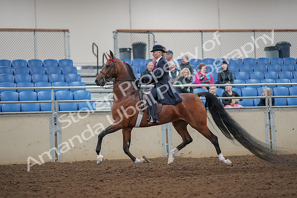 2019 Morgan Horse Show - Aug 30, 2019 - 25034