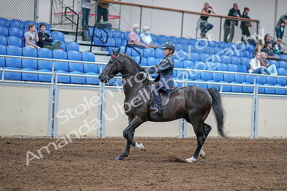 2020 - AB Morgan Horse - Fri, Sept 04 - 06988