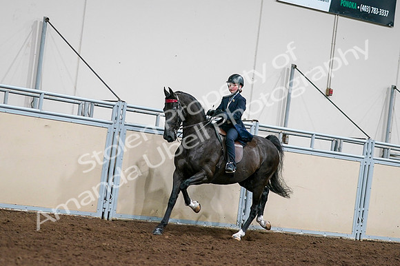 2020 - AB Morgan Horse - Fri, Sept 04 - 03213