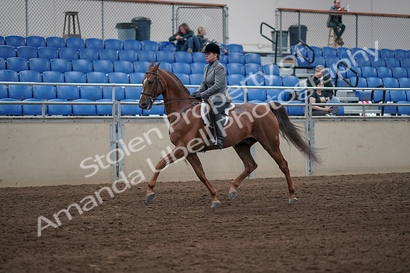 2019 Morgan Horse Show - Sept 01, 2019 - 12302