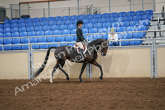 2020 - AB Morgan Horse - Fri, Sept 04 - 02152